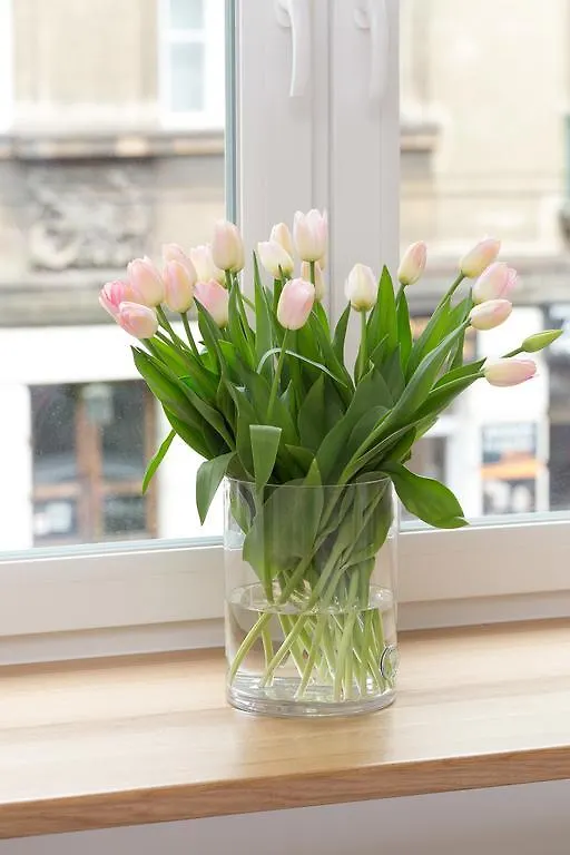 Avanti Home Krakau 0*,